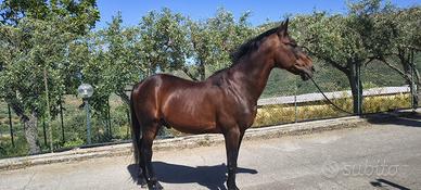 Cavallo Stallone trottatore