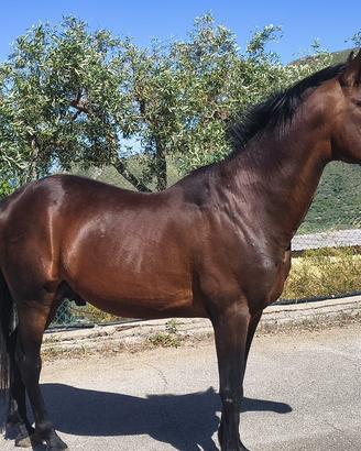 Cavallo Stallone trottatore