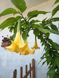 Piante di brugmansia( trombe d' angelo) 