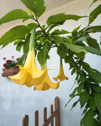 Piante di brugmansia( trombe d' angelo) 
