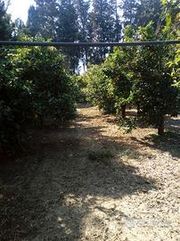 Terreno agricolo , agrumeto , giardino