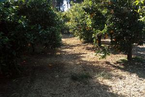 Terreno agricolo , agrumeto , giardino