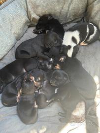 Cuccioli miticcio