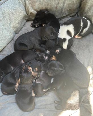 Cuccioli miticcio