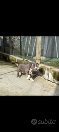 Cuccioli Amstaff blue