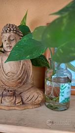 IDRO-POTHOS 