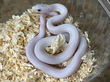 Serpente dei ratti