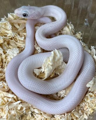 Serpente dei ratti