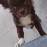 Chihuahua cioccolato e bianco