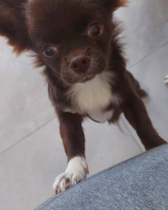 Chihuahua cioccolato e bianco