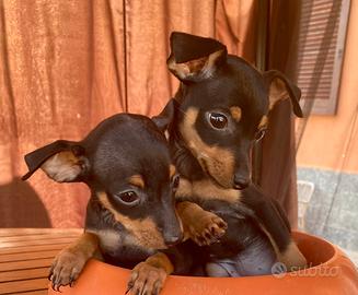 CRAZY DOG pinscher
