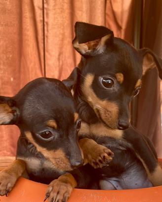 CRAZY DOG pinscher