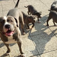 American bully xl cuneo