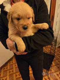 Cuccioli goldenretriever
