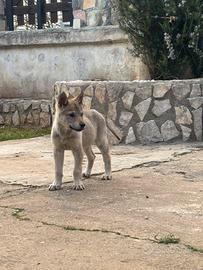 Femminuccia lupo cecoslovacco
