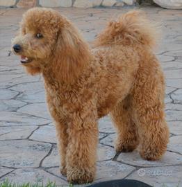 Barbone fulvo