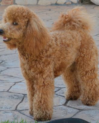 Barbone fulvo