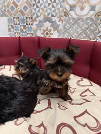 Yorkshire toy cucciole