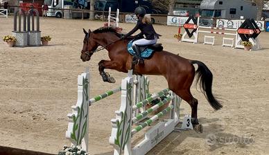 Castrone KWPN del 2012