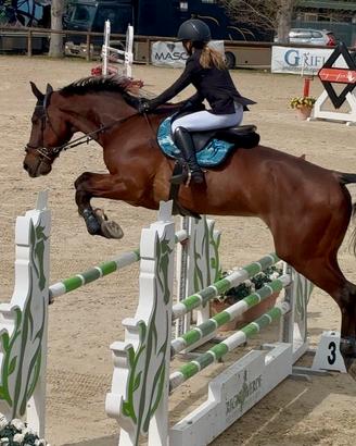 Castrone KWPN del 2012