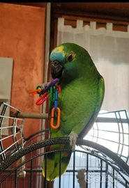 Amazzone allevata a mano