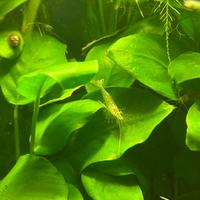 Neocaridine wild e trasparenti gamberi con omaggio