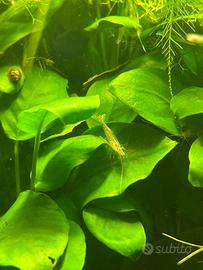 Neocaridine wild e trasparenti gamberi con omaggio