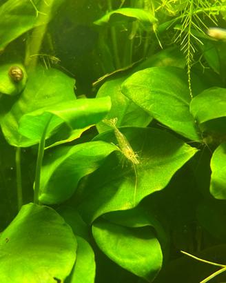 Neocaridine wild e trasparenti gamberi con omaggio