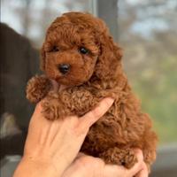 Barboncino Toy Red Femmina