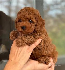 Barboncino Toy Red Femmina