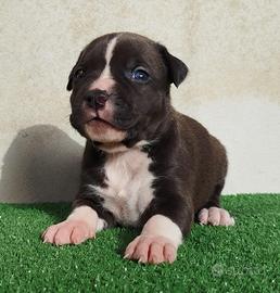 Pitbull Ukc