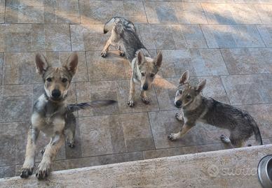 Cuccioli Cane Lupo Cecoslovacco ENCI