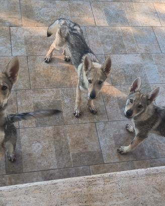 Cuccioli Cane Lupo Cecoslovacco ENCI