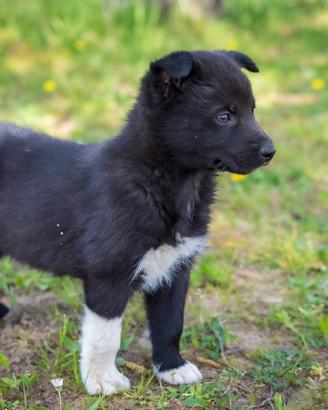 Cuccioli Pastore tedesco/ labrador
