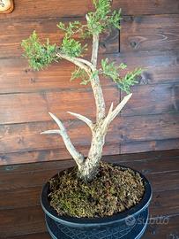 Bonsai di Ginepro. Visita il profilo.