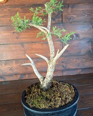 Bonsai di Ginepro. Visita il profilo.