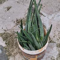 pianta Aloe
