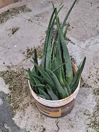 pianta Aloe