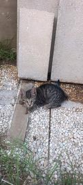 Gatti di pochi mesi