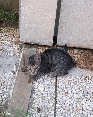 Gatti di pochi mesi