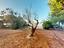 Immagine 19