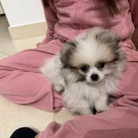 Spiz di Pomerania nano