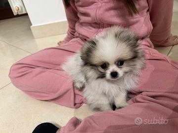 Spiz di Pomerania nano