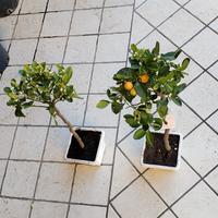 pianta calamondino 