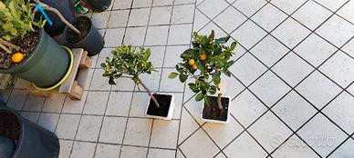 pianta calamondino 