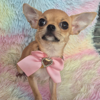 Mini chihuahua con pedigree