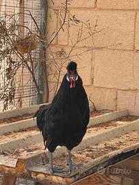 Coppia gallo/gallina appenzeller nere