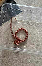 Serpente del grano