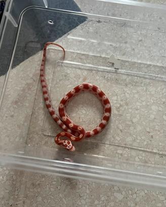 Serpente del grano