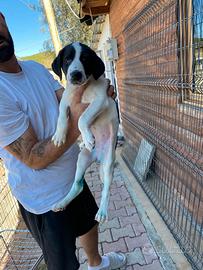 cagnolina per adozione responsabile 